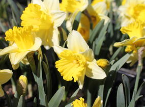 Narcis trubkovitý 'Las Vegas' - Narcissus Trumpet 'Las Vegas'