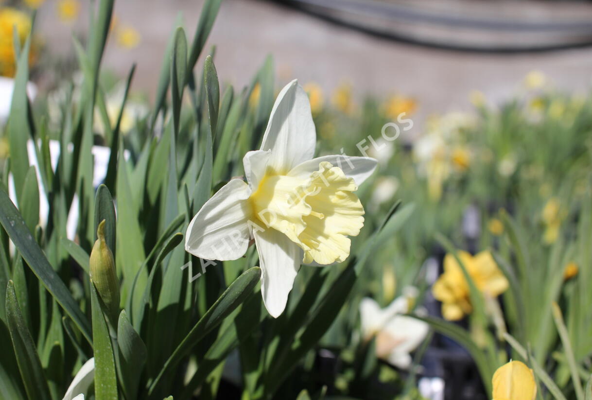 Narcis trubkovitý 'Mount Hood' - Narcissus Trumpet 'Mount Hood'