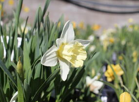 Narcis trubkovitý 'Mount Hood' - Narcissus Trumpet 'Mount Hood'