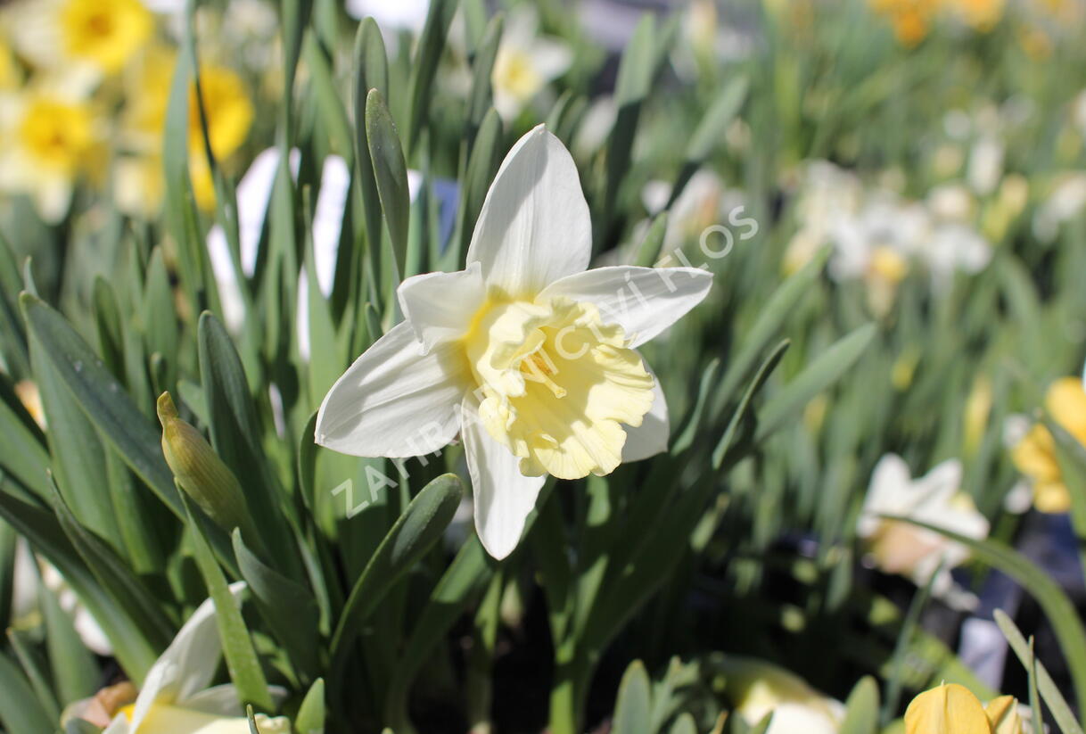 Narcis trubkovitý 'Mount Hood' - Narcissus Trumpet 'Mount Hood'