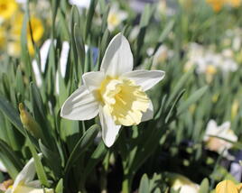 Narcis trubkovitý 'Mount Hood'
