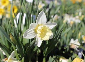 Narcis trubkovitý 'Mount Hood' - Narcissus Trumpet 'Mount Hood'