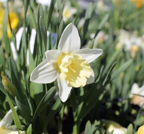 Narcis trubkovitý 'Mount Hood'