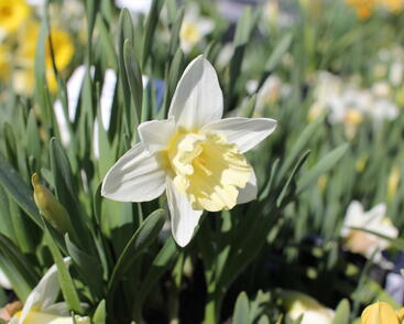 Narcis trubkovitý 'Mount Hood'
