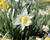 Narcis trubkovitý 'Mount Hood'