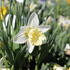 Narcissus Trumpet 'Mount Hood'.JPG