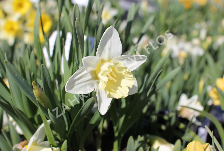 Narcis trubkovitý 'Mount Hood' - Narcissus Trumpet 'Mount Hood'