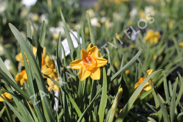 Narcis malokorunný 'Kedron' - Narcissus Small Cupped 'Kedron'