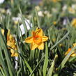 Narcis malokorunný 'Kedron' - Narcissus Small Cupped 'Kedron'