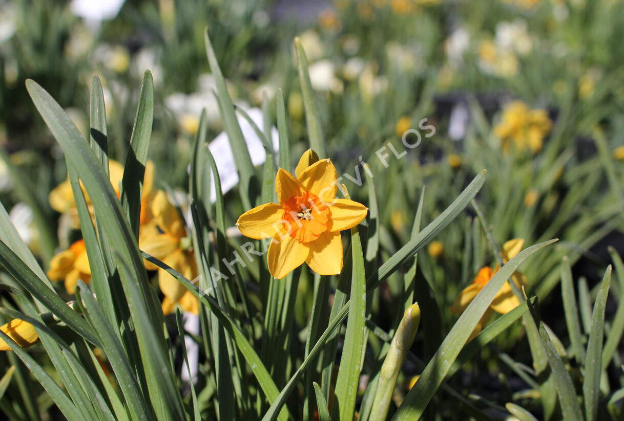 Narcis malokorunný 'Kedron' - Narcissus Small Cupped 'Kedron'
