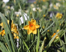 Narcis malokorunný 'Kedron'