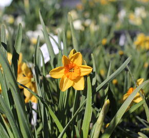 Narcis malokorunný 'Kedron'