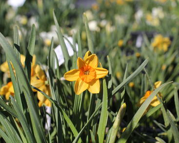 Narcis malokorunný 'Kedron'