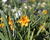 Narcis malokorunný 'Kedron'