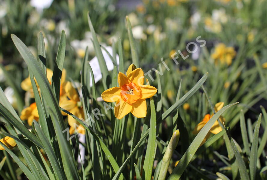 Narcis malokorunný 'Kedron' - Narcissus Small Cupped 'Kedron'
