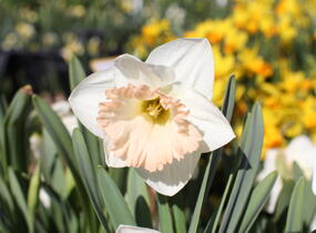 Narcis trubkovitý 'British Gamble' - Narcissus Trumpet 'British Gamble'