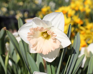 Narcis trubkovitý 'British Gamble'