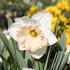 Narcissus Trumpet 'British Gamble'_1.JPG