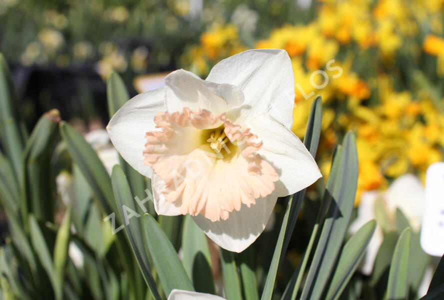 Narcis trubkovitý 'British Gamble' - Narcissus Trumpet 'British Gamble'