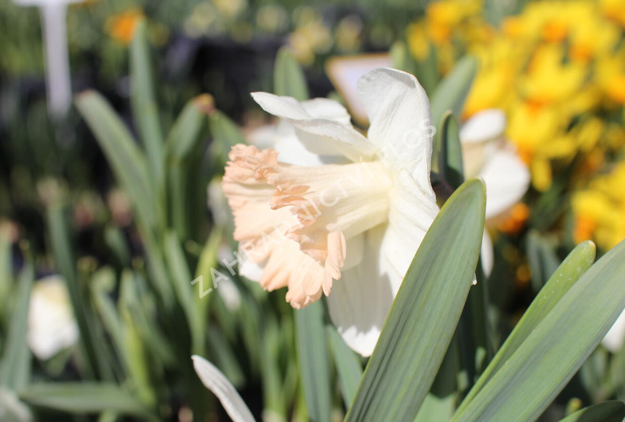 Narcis trubkovitý 'British Gamble' - Narcissus Trumpet 'British Gamble'