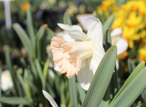 Narcis trubkovitý 'British Gamble' - Narcissus Trumpet 'British Gamble'