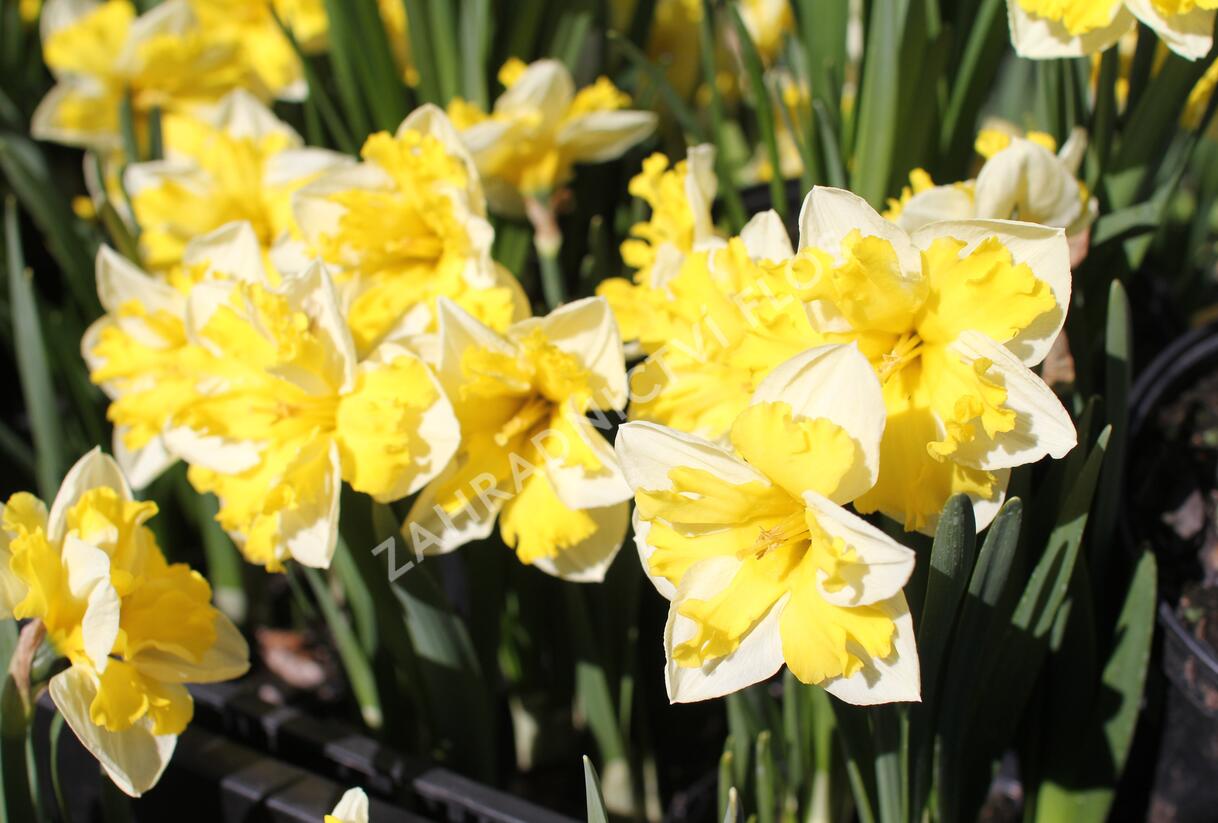 Narcis 'Banana Splash' - Narcissus 'Banana Splash'