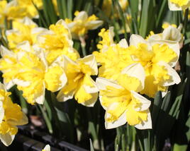 Narcis 'Banana Splash'