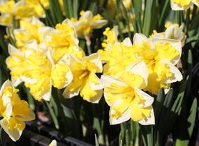 Narcis 'Banana Splash' - Narcissus 'Banana Splash'