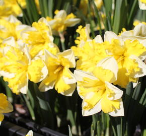 Narcis 'Banana Splash'