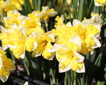 Narcis 'Banana Splash'