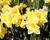 Narcis 'Banana Splash'