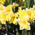 Narcissus 'Banana Splash'_1.JPG