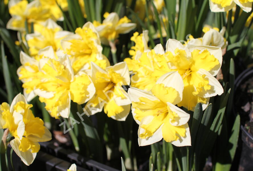 Narcis 'Banana Splash' - Narcissus 'Banana Splash'