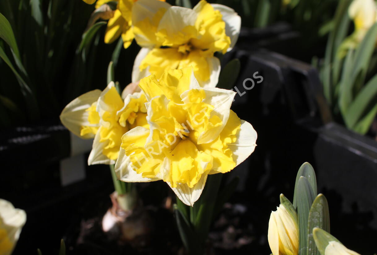 Narcis 'Banana Splash' - Narcissus 'Banana Splash'