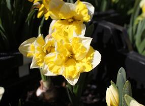 Narcis 'Banana Splash' - Narcissus 'Banana Splash'