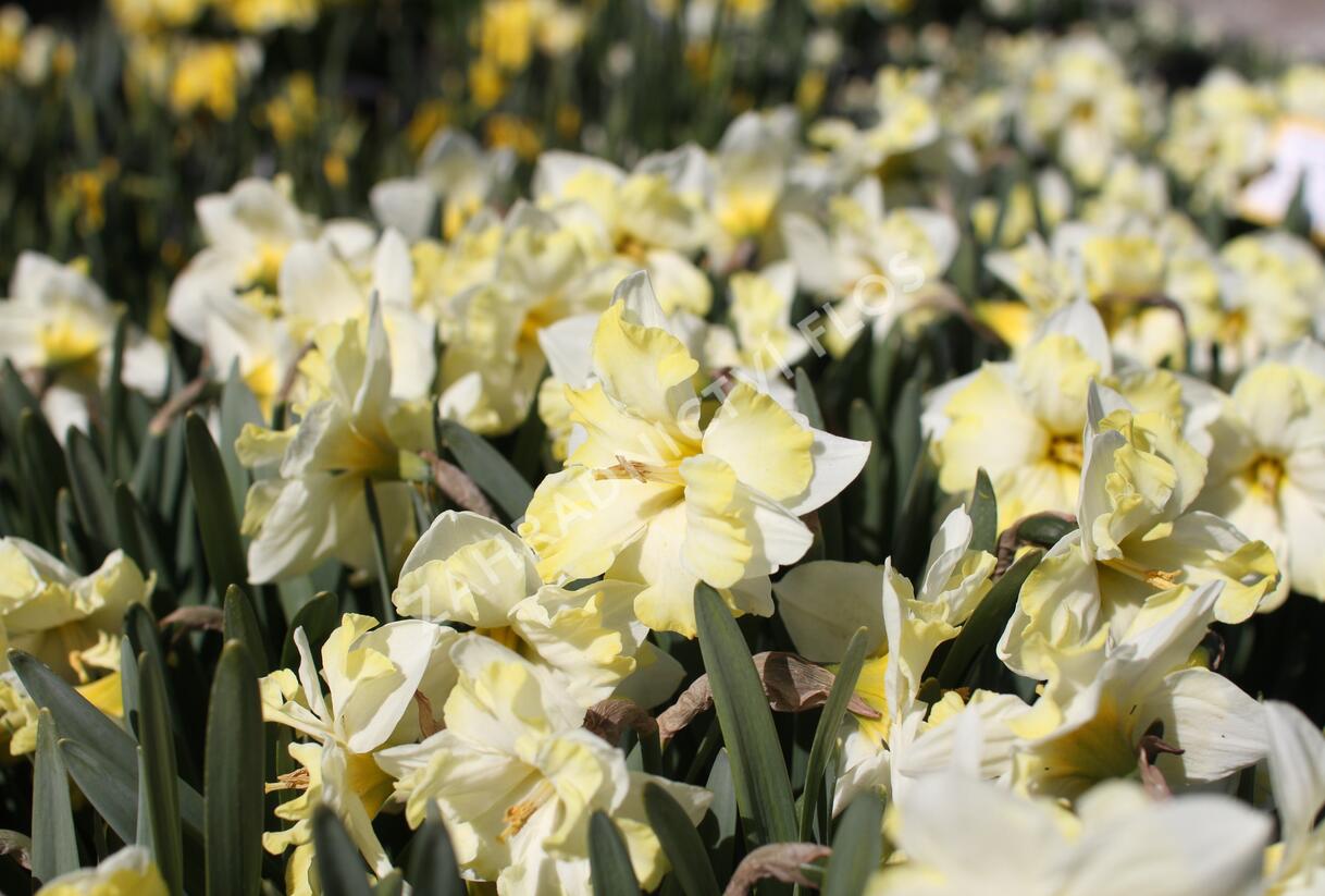 Narcis orchideokvětý 'Cassata' - Narcissus Orchid 'Cassata'