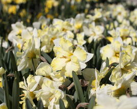 Narcis orchideokvětý 'Cassata'