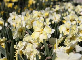 Narcis orchideokvětý 'Cassata' - Narcissus Orchid 'Cassata'