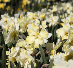 Narcis orchideokvětý 'Cassata'