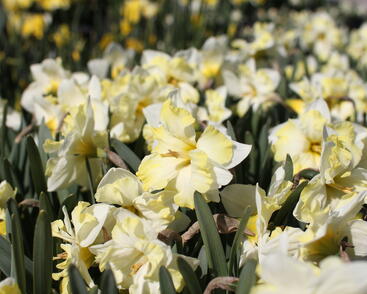 Narcis orchideokvětý 'Cassata'