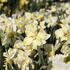 Narcissus Orchid 'Cassata'_1.JPG