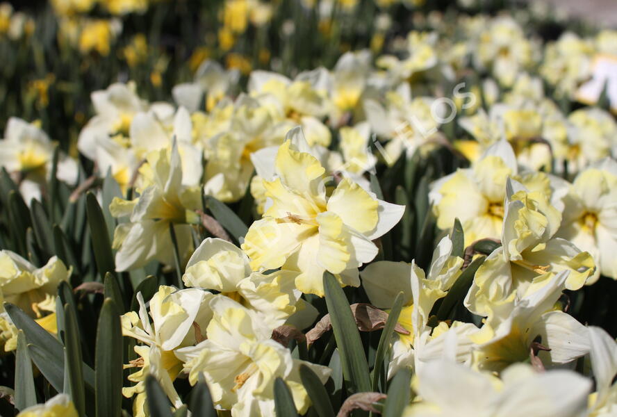 Narcis orchideokvětý 'Cassata' - Narcissus Orchid 'Cassata'