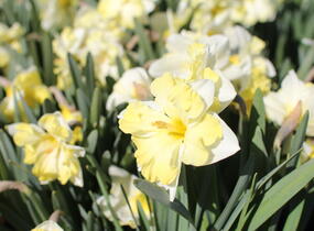 Narcis orchideokvětý 'Cassata' - Narcissus Orchid 'Cassata'