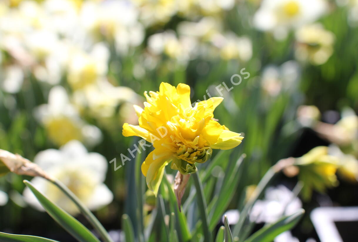 Narcis 'Rip van Winkle' - Narcissus 'Rip van Winkle'