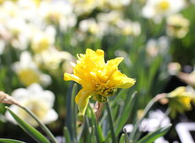 Narcis 'Rip van Winkle' - Narcissus 'Rip van Winkle'