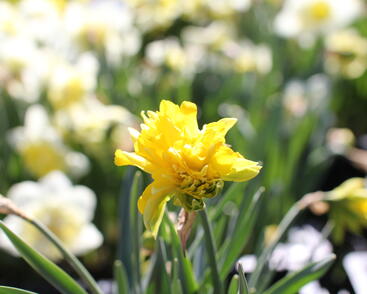 Narcis 'Rip van Winkle'
