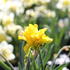 Narcissus 'Rip van Winkle'_1.JPG