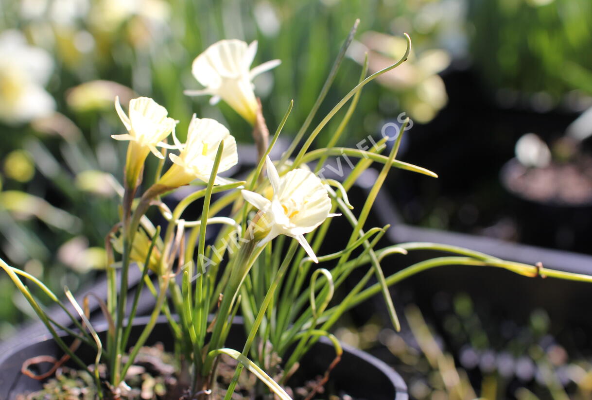 Narcis 'Spoirot' - Narcissus bulbocodium 'Spoirot'