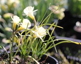 Narcis 'Spoirot'