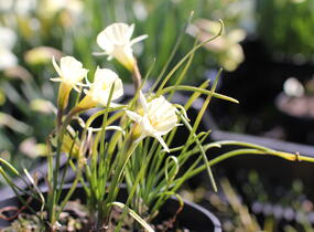 Narcis 'Spoirot' - Narcissus bulbocodium 'Spoirot'